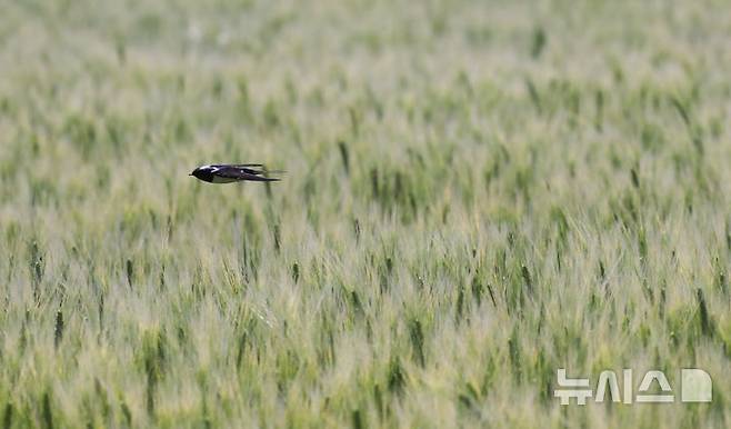[제주=뉴시스] 우장호 기자 = 맑은 날씨를 보인 24일 오전 제주시 내도동에서 제비가 보리밭 위를 가르며 먹이활동을 하고 있다. 2025.04.24. woo1223@newsis.com