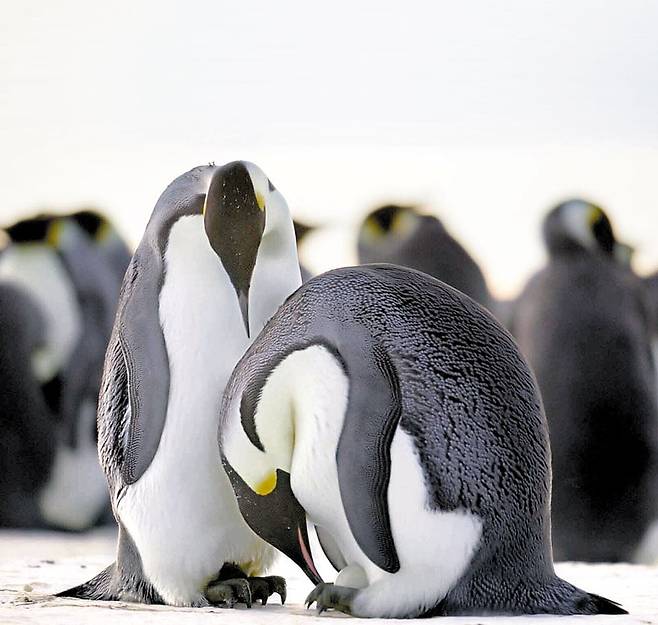 '펭귄의 비밀'의 황제펭귄 부부. 다큐멘터리지만 영화 같은 순간들이 돋보인다./내셔널지오그래픽