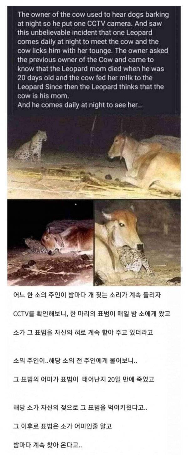 밤마다 소를 찾아오는 표범