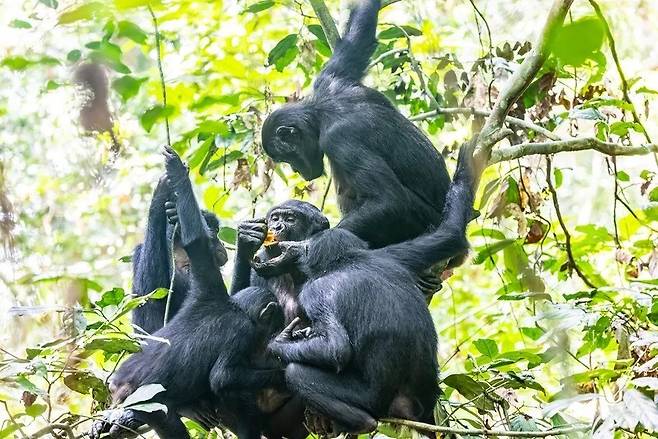 콩고민주공화국 루이코달레 지역에 서식하는 야생 보노보 암컷 무리. 크리스천 지글러/막스플랑크 동물행동연구소 제공