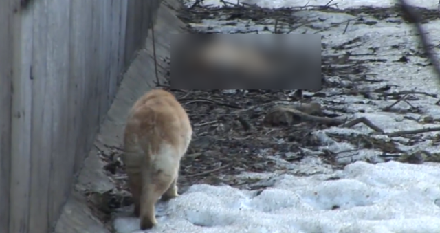 이날 구조팀은 두 강아지 이외에 목숨을 잃은 또 다른 강아지 한 마리도 더 발견했다. SBS TV 동물농장 캡처