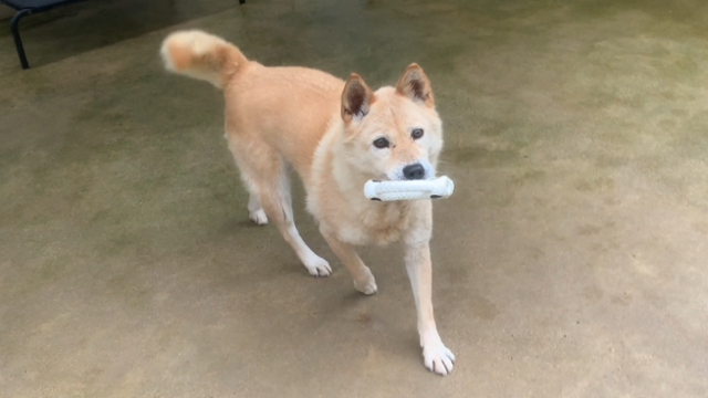 진진이와 같은 대형견들은 결국 보호소에서 생을 마감하는 비슷한 처지에 놓이게 된다. 동물자유연대 제공