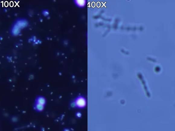 생닭을 흐르는 물에 씻으면 살모넬라균 등 식중독을 불러일으키는 세균이 주변에 퍼질 수 있어 주의해야 한다는 지적이 나왔다. 사진은 유튜브 채널 '포켓생물' 영상 캡처. [사진=유튜브 '포켓생물']