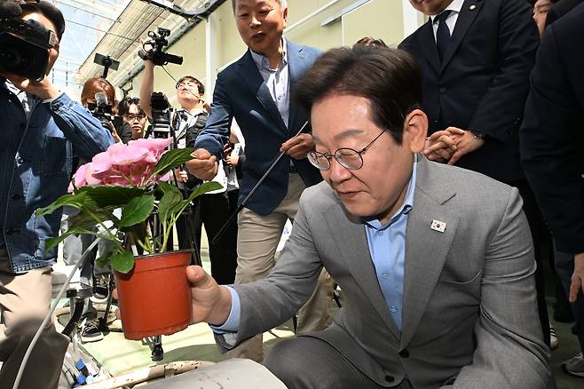 이재명 후보가 전남농기원이 개발한 수국 신품종을 살펴보고 있다. 뉴시스