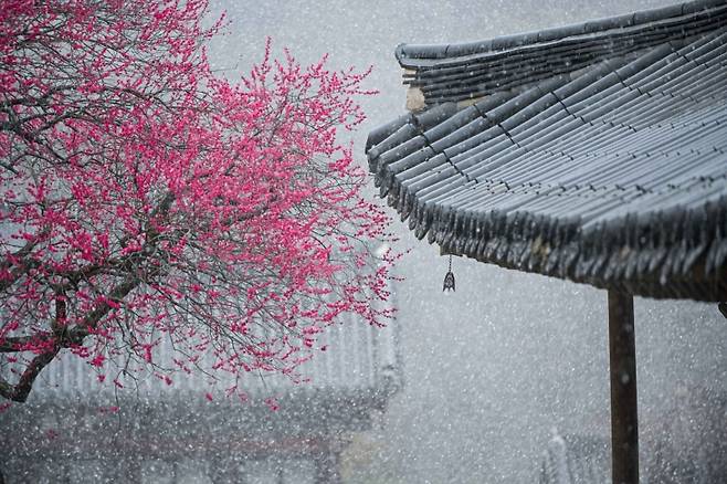▲ 전문작가 사진 부문 대상(총무원장상), 서재민 <홍백의 만남> [지리산 대화엄사]&nbsp;