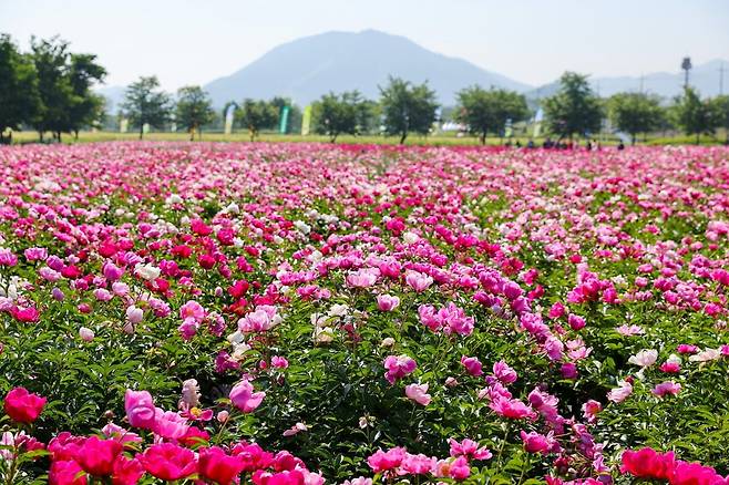 2024 칠서생태공원 청보리작약축제(사진=함안군청)