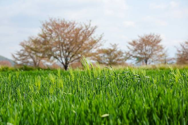 함안강나루생태공원의 청보리밭(사진=함안군청)