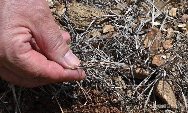 24일 오전 경북 봉화군 석포면 영풍 석포제련소 1공장 뒷 야산에 황폐화된 토양 모습. 봉화=임세준 기자