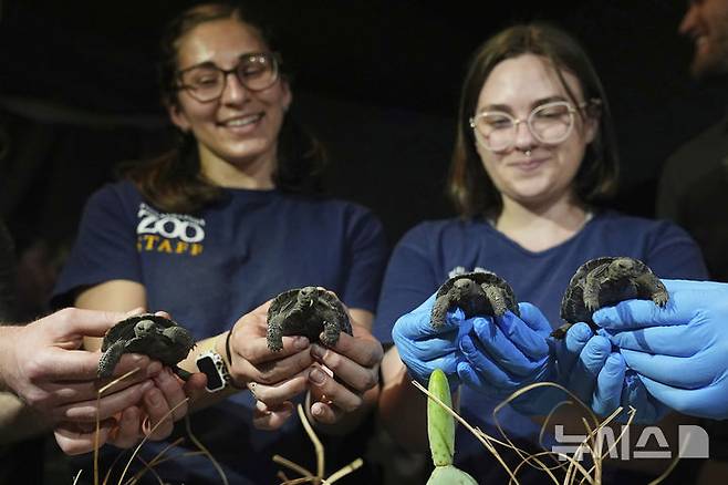 [필라델피아=AP/뉴시스] 23일(현지 시간) 미 펜실베이니아주 필라델피아 동물원에서 이곳 직원들이 약 100살 된 갈라파고스 거북 ‘마미’가 부화시킨 새끼 거북 네 마리를 공개하고 있다. 마미는 지난 2월 처음으로 새끼 네 마리를 부화시켜 동물원 150년 역사상 최초의 갈라파고스 거북 부화 사례를 기록했으며, 최고령 초산으로도 이름을 올렸다. 2025.04.24.
