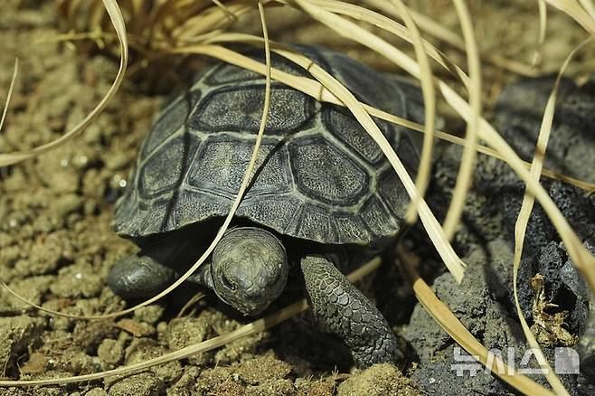 [필라델피아=AP/뉴시스] 23일(현지 시간) 미 펜실베이니아주 필라델피아 동물원에서 이곳 직원들이 약 100살 된 갈라파고스 거북 ‘마미’가 부화시킨 새끼 거북 네 마리 중 한 마리를 공개하고 있다. 마미는 지난 2월 처음으로 새끼 네 마리를 부화시켜 동물원 150년 역사상 최초의 갈라파고스 거북 부화 사례를 기록했으며, 최고령 초산으로도 이름을 올렸다. 2025.04.24.