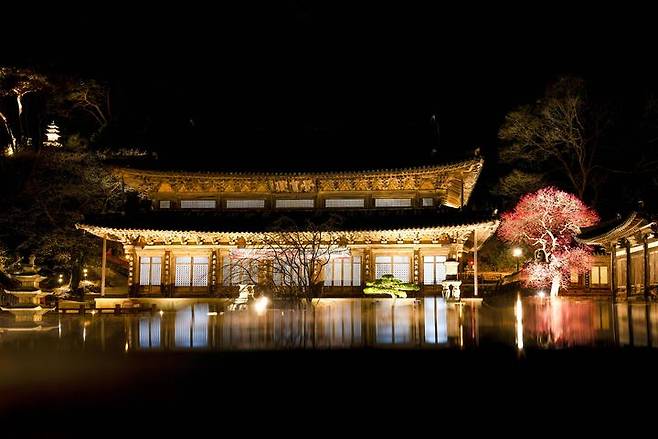 [서울=뉴시스] 대한불교조계종 19교구 지리산대화엄사 교구장 덕문스님은 25일 2025 제5회 화엄사 홍매화·들매화 사진 콘테스트의 응모작 심사 결과 수상작을 발표했다.이번 콘테스트는 '화엄! 홍매화의 향기를 머금고'라는 주제로 진행되었다. 사진 콘테스트 응모작은 총 1178점(전문작가 부문 493점, 휴대폰 카메라 부문 685점)이 접수되었다. 시상식은 오는 5월 5일 오전 10시다. 사진은 전문작가 사진부문 최우수상 수상작인 김찬일 '매화향 가득한 밤'. (사진=화엄사 제공) 2025.04.25. photo@newsis.com *재판매 및 DB 금지