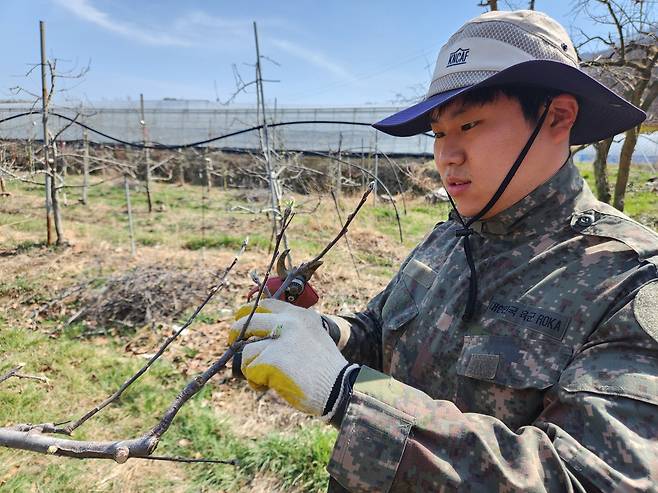 사과나무 전지 작업하는 정경채씨 [정경채씨 제공. 재판매 및 DB금지]