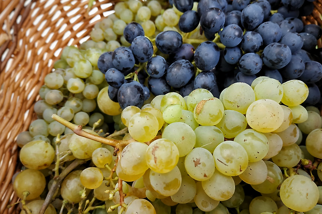 포도