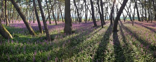 삼문송림숲에는 8월 초부터 맥문동이 꽃을 만개해 폭염 속 시원한 솔바람과 보랏빛 향기를 만끽할 수 있다. 사진=밀양시