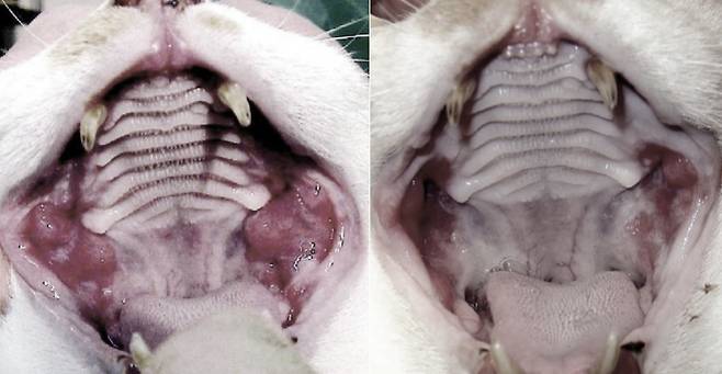만성구내염 고양이에게 애니씰 덴탈콜라겐과 줄기세포 처치로 만성구내염을 관리하는 고양이. 초기(왼쪽)에 비해 부기와 발적이 호전되고 있다(세계로동물의료센터 제공) ⓒ 뉴스1