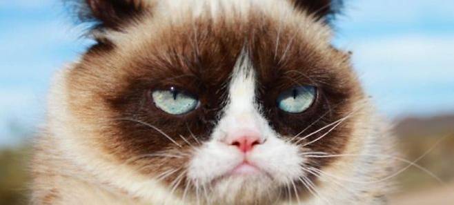 그럼피 캣. 페이스북 캡처