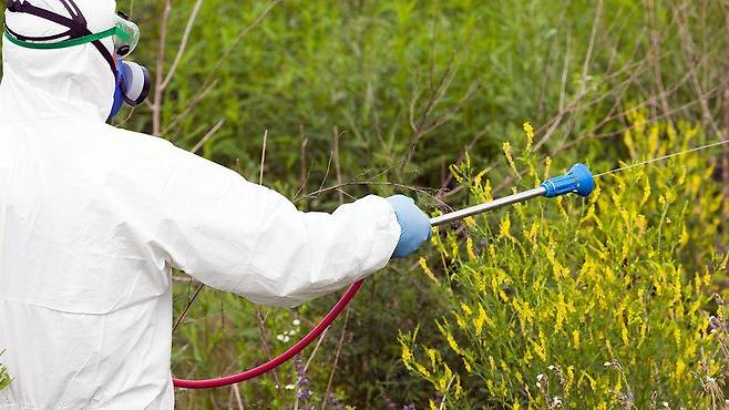 돼지풀속 식물은 꽃가루 알레르기 발병의 주요 원인으로, 일부 지역에서는 이를 제거하고자 노력한다