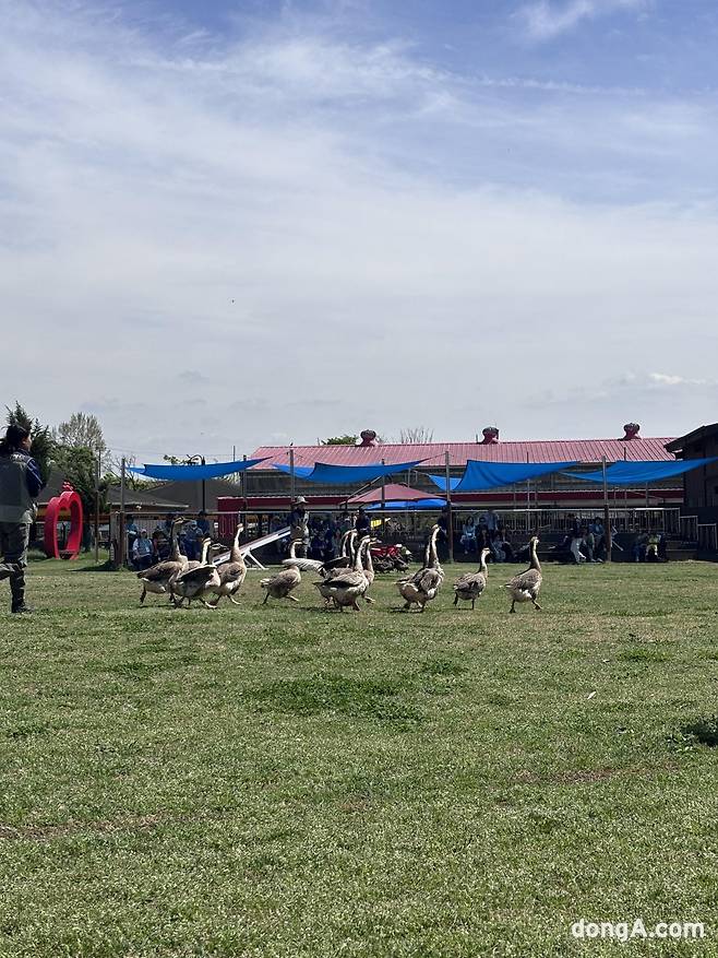 거위가 공연에서 행진을 선보이고 있다. 황소영 기자 fangso@donga.com
