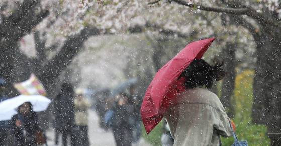 지난 13일 벚꽃이 활짝 핀 서울 여의도 윤중로에서 한 시민이 갑자기 강풍과 함께 우박이 쏟아지자 우산을 편 채 걸어가고 있다 [중앙포토]