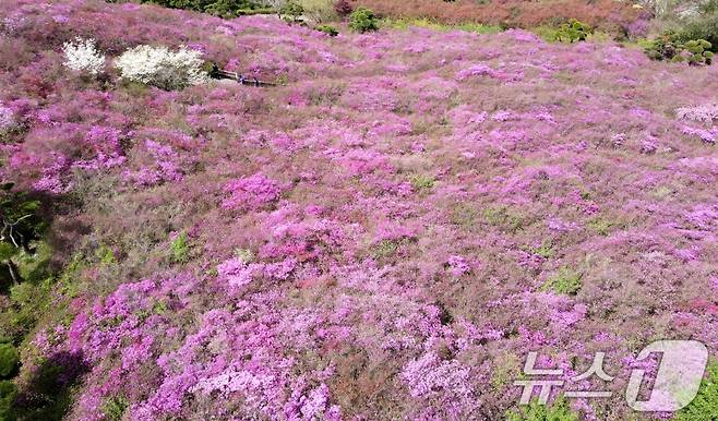 25일 전북자치도 완주군 화산꽃동산에 봄꽃들이 만발해 있다. 2025.4.25/뉴스1