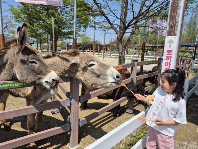 한 어린이가 미리 구매한 당근을 조랑말에게 먹여주고 있다.
