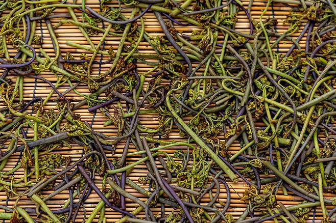 제주의 고사리 [제주관광공사 비짓제주 제공, 재판매 및 DB 금지]