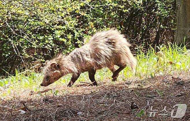 털 빠진 너구리.(지역 주민 커뮤니티 제공. 재배포 및 DB금지)2025.4.27