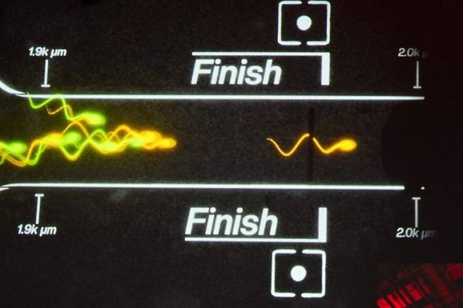 미국 로스앤젤레스(LA)에서 열린 정자 경주 대회를 시각화한 영상. AFP연합뉴스