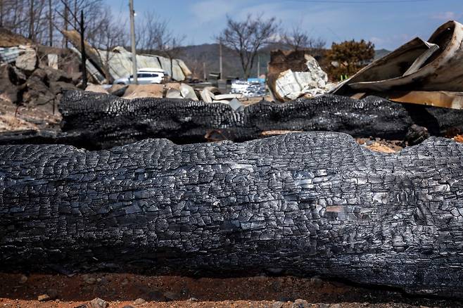 대들보 등으로 쓰려고 말리던 소나무와 가구로 쓰려던 참죽나무 등이 나뒹굴었다. /이건송 영상미디어 기자