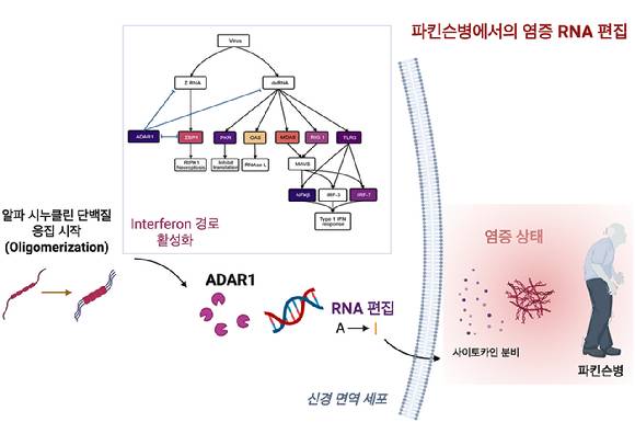 파킨슨병에서의 염증 RNA 편집 모델 도식. 파킨슨병 원인 중 하나인 신경염증 조절에 ‘RNA 편집 효소’가 핵심 역할을 한다는 것을 국제 연구팀이 알아냈다 [사진=KAIST]