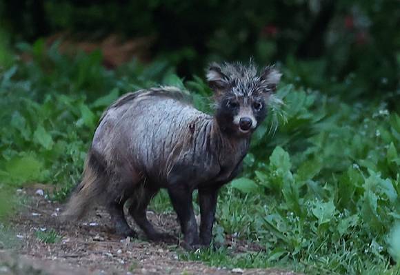 지난 24일 오후 인천시 연수구 송도동 수변 산책로에서 '개선충'에 감염된 것으로 보이는 너구리가 이동하고 있다. 2025.4.27 [사진=연합뉴스]
