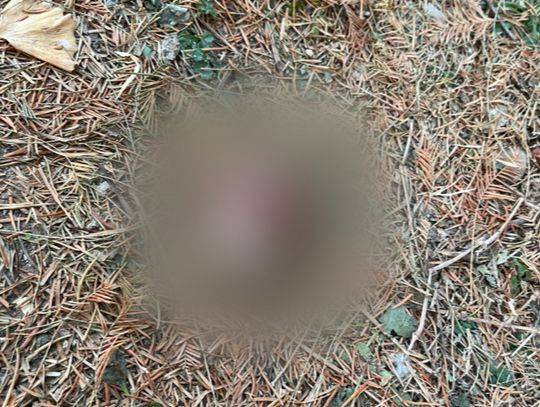 지난 1월 서울 강남구 압구정동에서 발견된 고양이 머리 사체. 동물자유연대 제공.