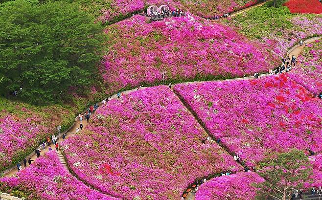 27일 철쭉 축제가 열리고 있는 경기도 군포시 철쭉동산을 찾은 시민들이 활짝 핀 철쭉을 보며 봄기운을 만끽하고 있다. 연합뉴스