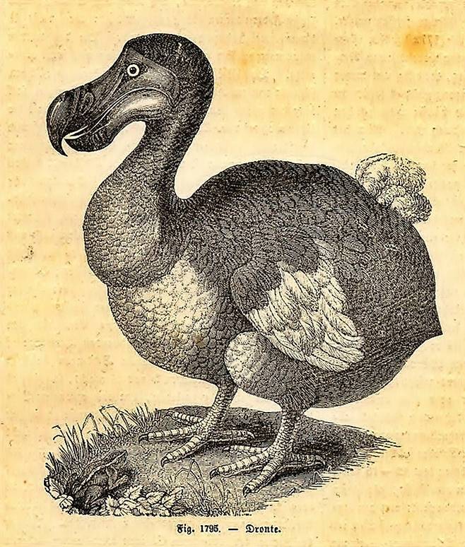 낙원에서 살다 멸종된 도도새 [사진출처=매경DB]