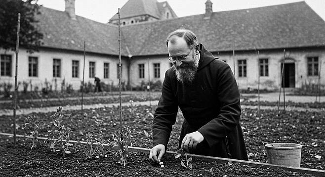 그레고어 멘델이 완두콩을 심고 있는 모습. 수도원의 사제였던 멘델은 원예학자 이자 유전학을 창시한 인물이다. 사진음 구글 이미지FX로 생성