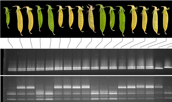 여러 형질을 가진 완두콩의 유전자를 확인하는 모습. 아래에 보이는 흰 막대 하나가 각각의 유전자를 의미한다. [사진=네이처]