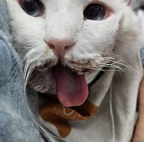 배우 김정난이 반려묘 루루의 감동적인 투병 소식을 전했다. 사진=김정난 SNS