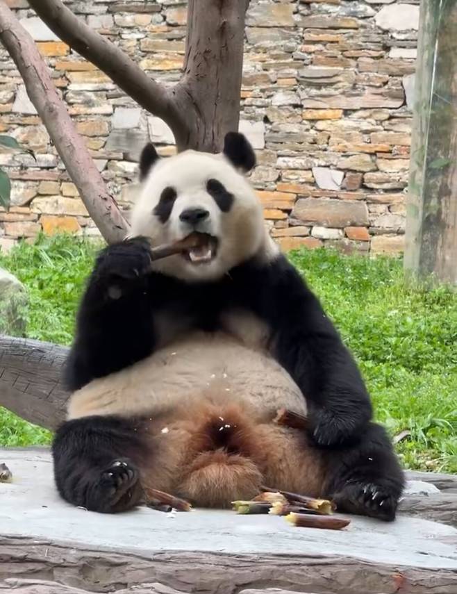 4월20일 전후 푸바오의 모습