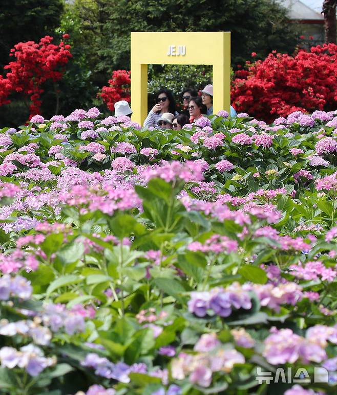 [서귀포=뉴시스] 우장호 기자 = 맑은 날씨를 보인 27일 오전 제주 서귀포시 남원읍 휴애리자연생활공연에 여름의 시작을 알리는 수국이 활짝 피어나 관람객들의 시선을 끌고 있다. 2025.04.27. woo1223@newsis.com