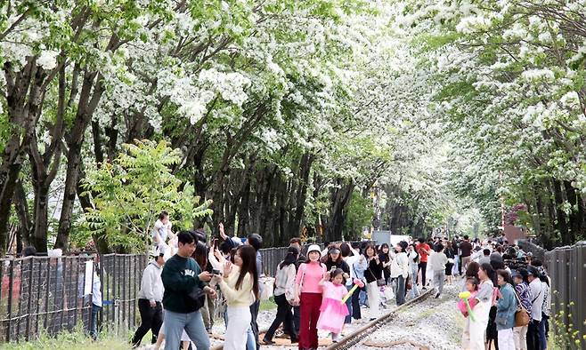 지난해 4월 열린 전주 팔복동 이팝나무 철길 개방 행사에서 방문객들이 화사한 풍경을 사진에 담으며 분위기를 만끽하고 있다. 전주시 제공