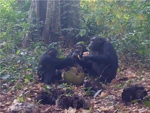야생 침팬지들이 알코올이 든 과일을 함께 먹는 모습이 포착됐다. Current Biology / Anna Bowland et al. 제공