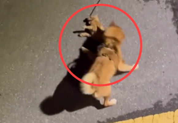 25일 동물구조단체 위액트는 최근 서울 강남구 대치동 거리에서 발생한 개 물림 사고와 관련해 고발장을 접수했다고 밝혔다. 위액트 인스타그램