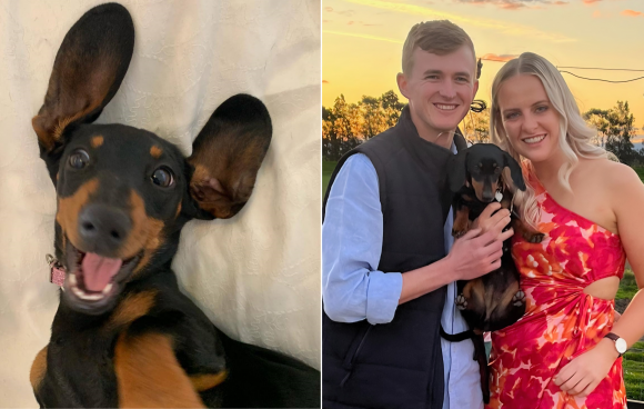 호주 남부 유명 관광지인 캥거루 섬에서 주인 커플과 떨어져 홀로 남겨졌던 반려견 발레리가 주인이 입었던 냄새 나는 티셔츠 덕분에 529일 만인 지난 26일(현지시간) 구조됐다. 호주 야생동물 구호단체 캉갈라 페이스북 캡처