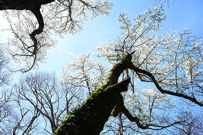 제주의 낙엽활엽수림대 계곡부에 자생하고 있는 국내 최고령 목련이 꽃을 활짝 피웠다. ⓒ제주의소리/사진=산림청 국립산림과학원 난대⸱아열대산림연구소 제공