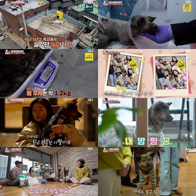 ‘TV동물농장’ 버려진채 주인 기다리던 누더기견 변신에 최고 시청률 5% (제공: SBS)