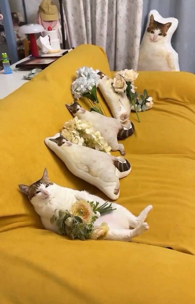 고양이 쿠션.jpg