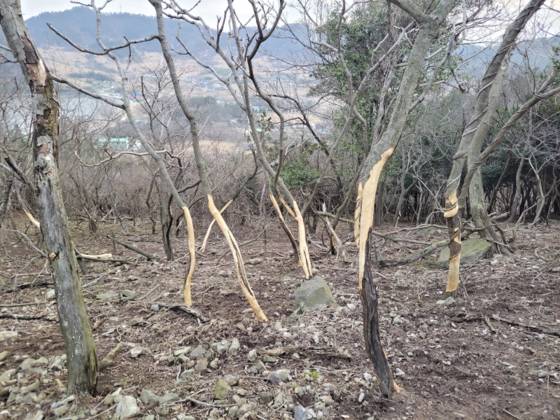 꽃사슴으로 인해 전남 영광군 안마도의 나무가 고사한 모습. 환경부 제공