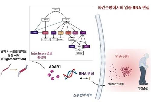 ▲ 파킨슨병에서의 RNA 편집 [KAIST 제공=연합뉴스]