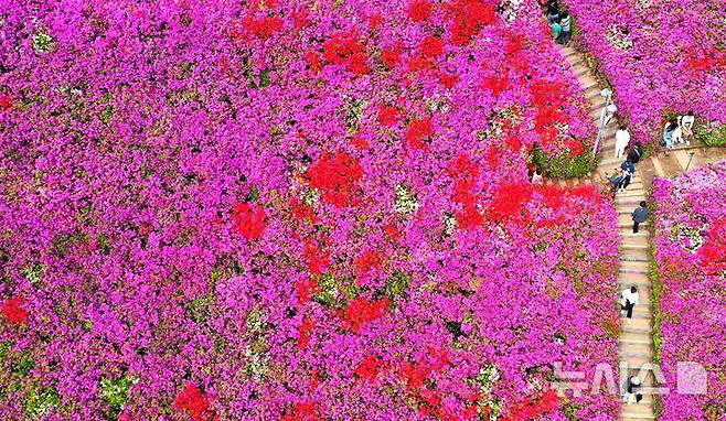 [군포=뉴시스] 김종택 기자 = 휴일인 27일 경기 군포시 산본동 철쭉동산을 찾은 시민들이 울긋불긋 활짝 핀 철쭉 사이를 거닐며 봄기운을 만끽하고 있다. 2025.04.27. jtk@newsis.com