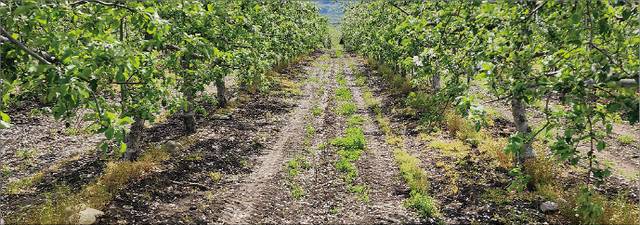 경남 밀양 사과농가 유대은씨의 과수원 모습. 전날 14.3㎜의 비가 내렸지만 무굴착 땅속배수 기술 덕에 물빠짐이 원활해 땅이 말라 있다.